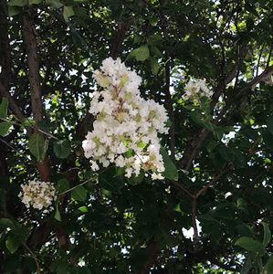 Meet your Posher, Itzel